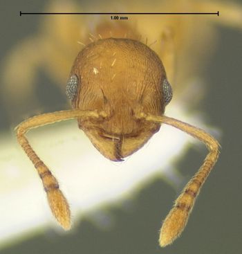 Media type: image;   Entomology 615102 Aspect: head frontal view
